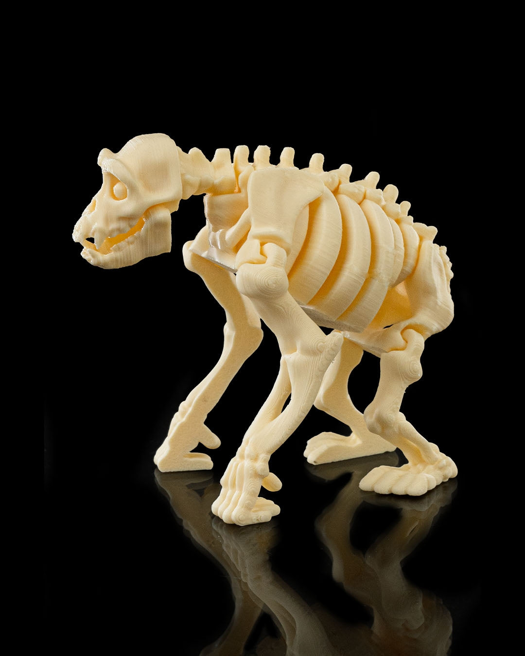 Skeleton Chimp