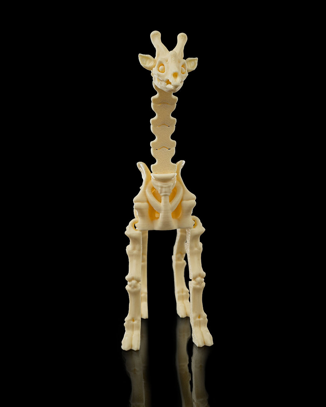 Skeleton Giraffe