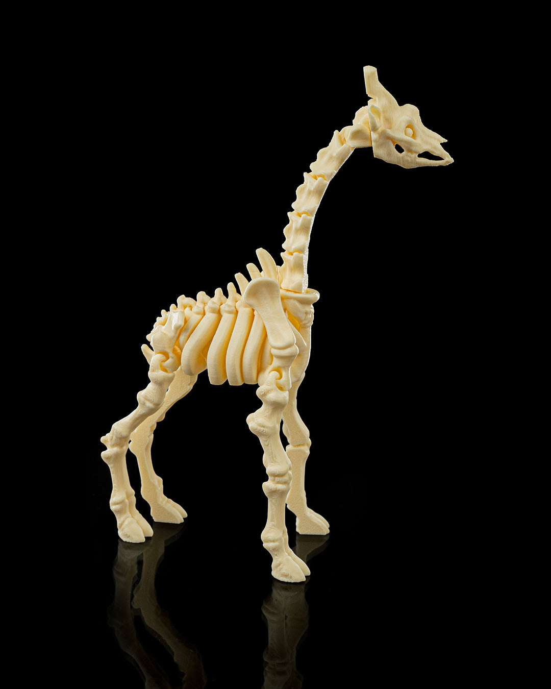 Skeleton Giraffe